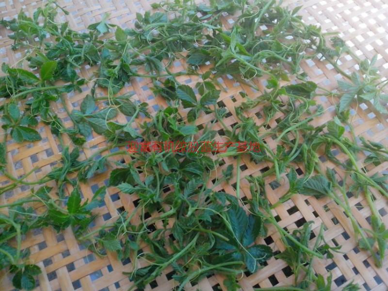 那里有甜味富硒絞股藍(lán)茶葉圖片