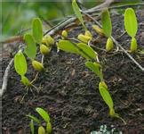 供應(yīng)*石橄欖批發(fā)廠家,*石橄欖批發(fā),*石橄欖批發(fā)商,*石橄欖