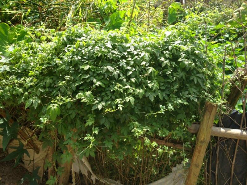 供應(yīng)福建絞股藍(lán)公司