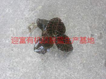 純野生圖片