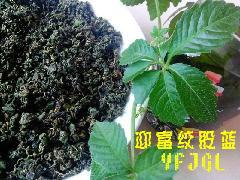 供应迎富纯天然无公害龙须绞股蓝茶叶生产厂家产地直供最新价格最新行情