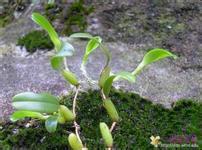 石橄欖批發(fā)價(jià)格圖片