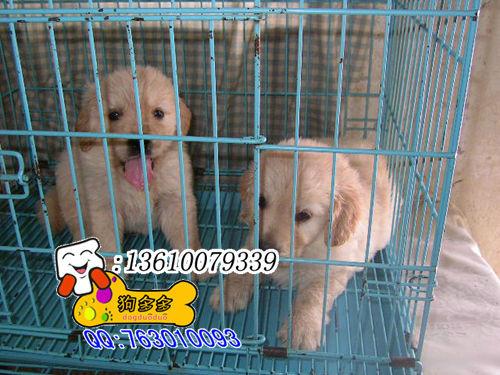 东莞哪里有卖金毛犬金毛寻回犬图片