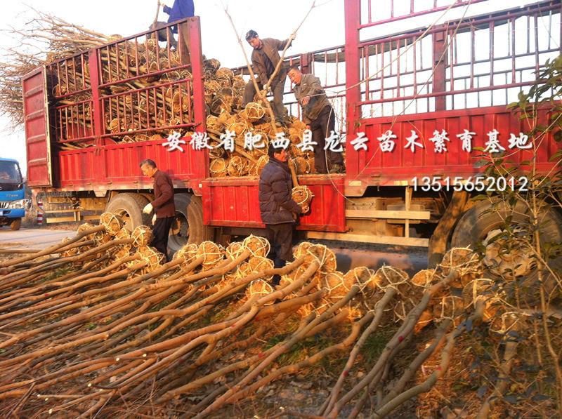 安徽合肥圖片/安徽合肥樣板圖 (2)