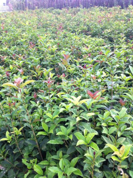 當(dāng)年生桂花小苗質(zhì)優(yōu)價(jià)廉圖片