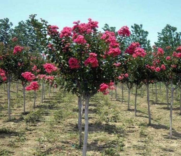 供應(yīng)浙江嵊州紫薇苗木育苗基地嵊州綠盛苗木