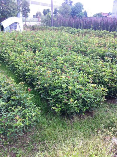 供應(yīng)寧波奉化桂花小苗廠家金桂銀桂八月桂四季桂小苗出售