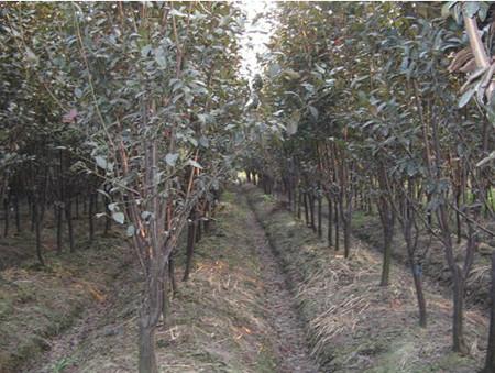 10公分圖片/10公分樣板圖 (3)