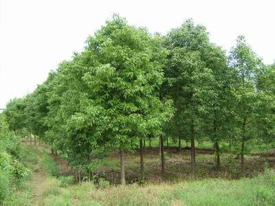 供應(yīng)6公分*香樟花木香樟苗木價格