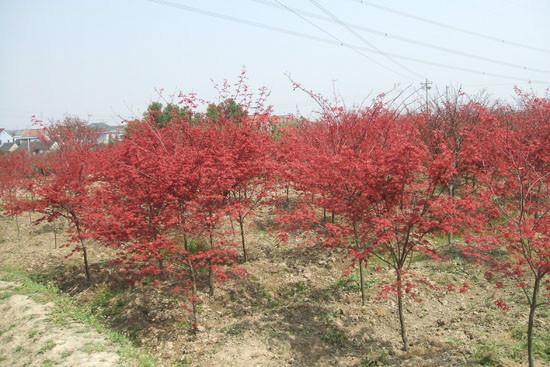 供應(yīng)四公分紅楓花木報(bào)價(jià)*直銷(xiāo)