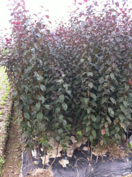 供應(yīng)紫葉李小苗價(jià)格成活率超高13456529614