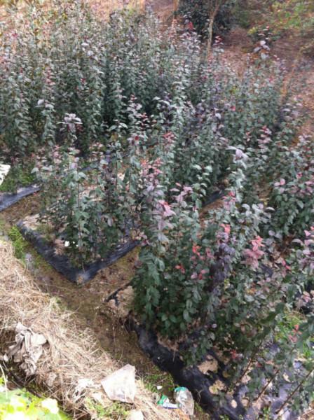 紫葉李小苗價格成活率超高圖片