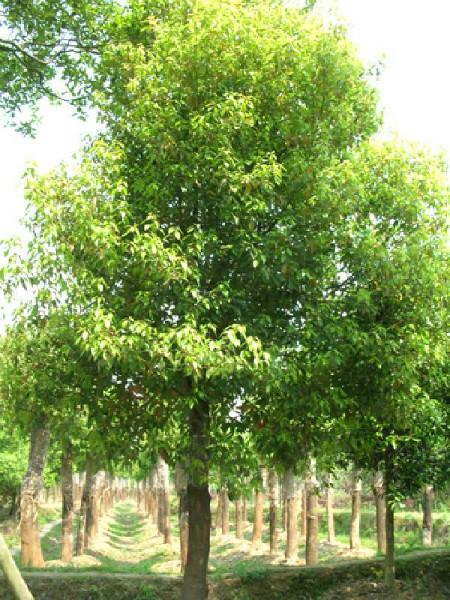 供應(yīng)10公分香樟供應(yīng)商香樟花木基地
