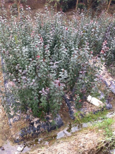 供應(yīng)紫葉李小苗價(jià)格成活率超高13456529614