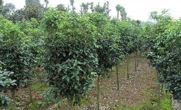 供應(yīng)浙江嵊州丹桂苗木基地各類規(guī)格丹桂苗木出售