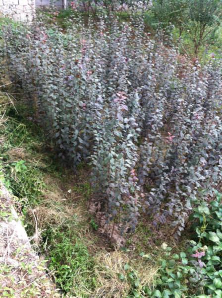 供應(yīng)紫葉李小苗供應(yīng)商紫葉李報(bào)價(jià)