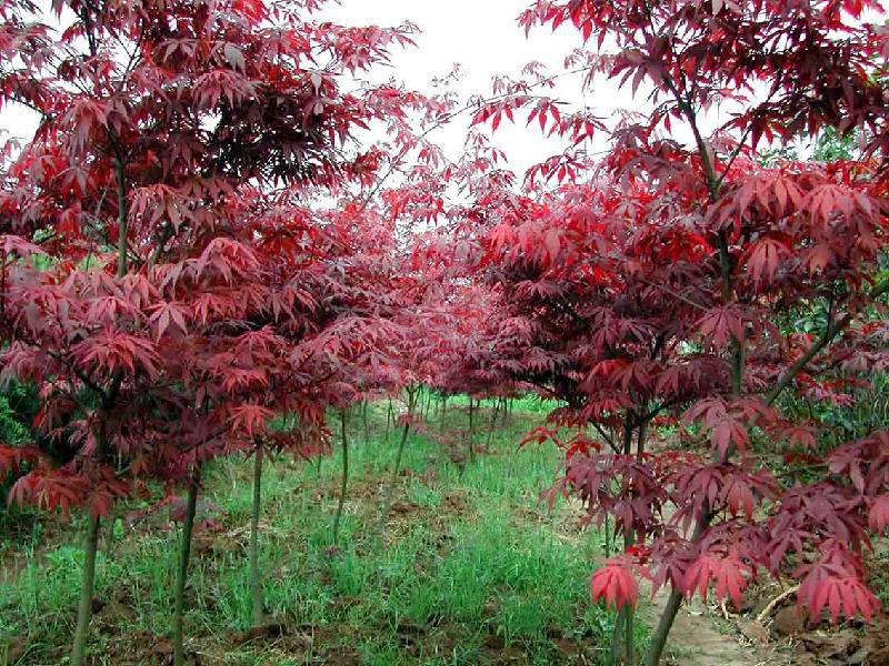 供應(yīng)十一公分優(yōu)質(zhì)紅楓苗木紅楓苗圃