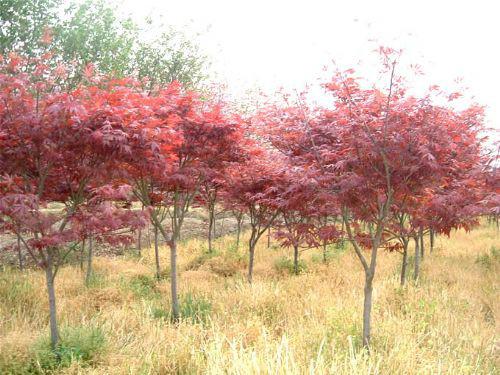 供應(yīng)十一公分優(yōu)質(zhì)紅楓苗木紅楓苗圃