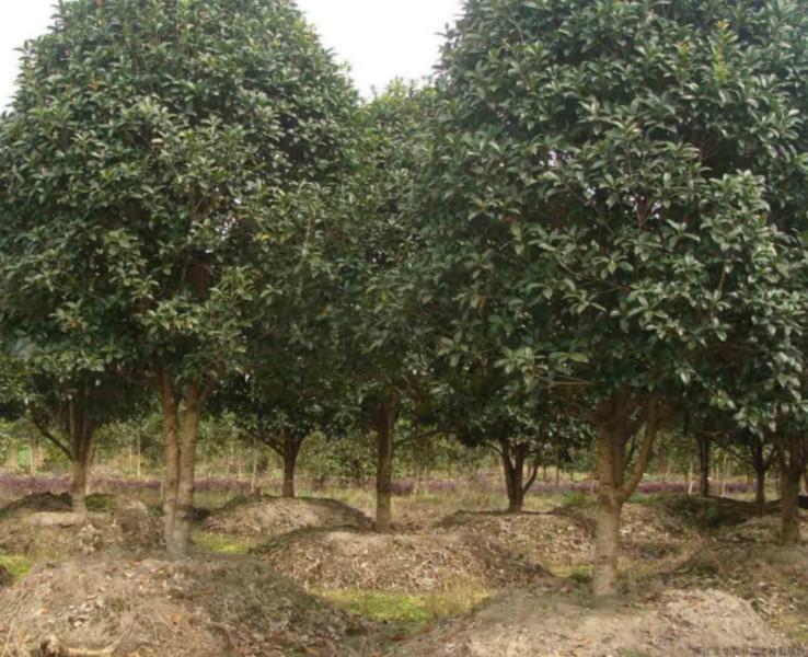 供應(yīng)十*分十四公分金桂銀桂樹苗