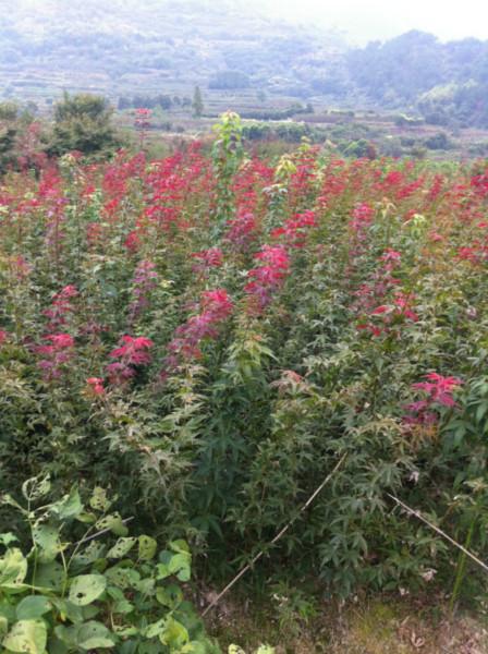 供應(yīng)“紅楓小苗供應(yīng)商”美國紅楓