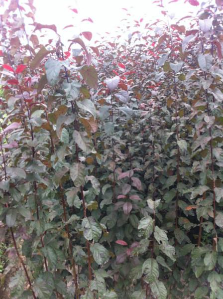 供應(yīng)紫葉李小苗價(jià)格成活率超高13456529614