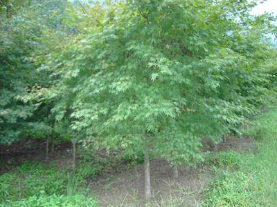 供應(yīng)杭州富陽雞爪槭大量供應(yīng)*直銷