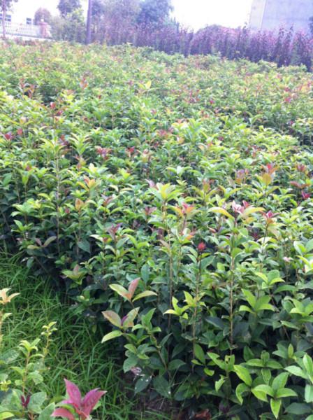 供應(yīng)江蘇桂花小苗綠化小苗