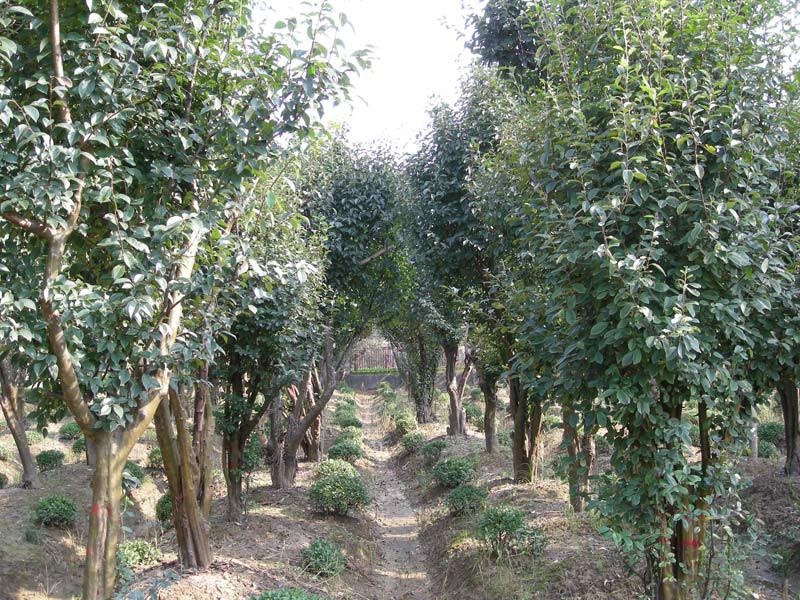 供應(yīng)*分紫薇花木價(jià)格綠化苗木