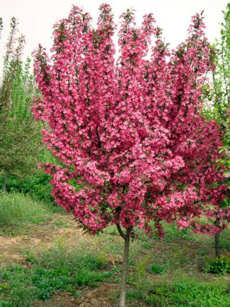 5公分6公分7公分海棠苗木價(jià)格圖片