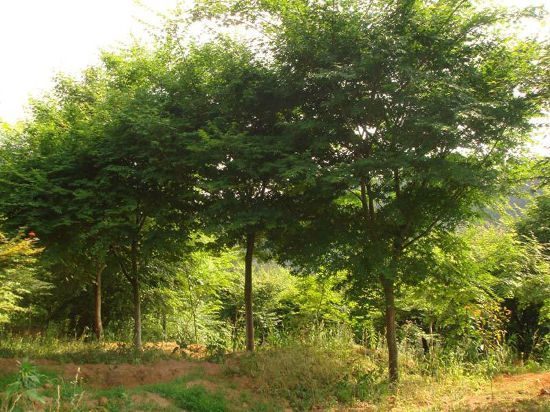 供應(yīng)杭州富陽雞爪槭大量供應(yīng)*直銷