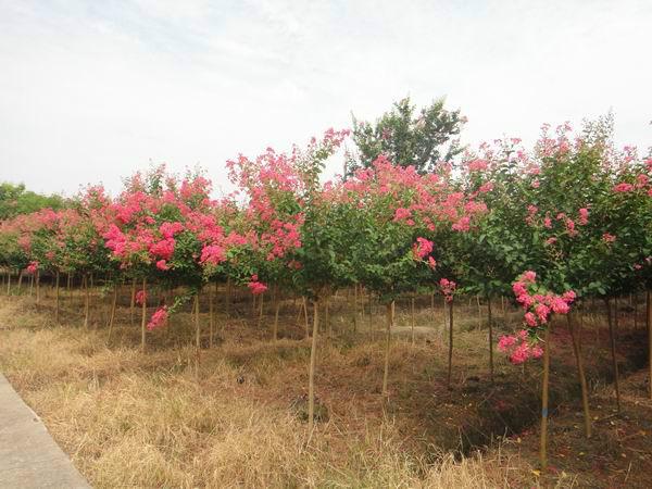 供應(yīng)*分紫薇花木價(jià)格綠化苗木