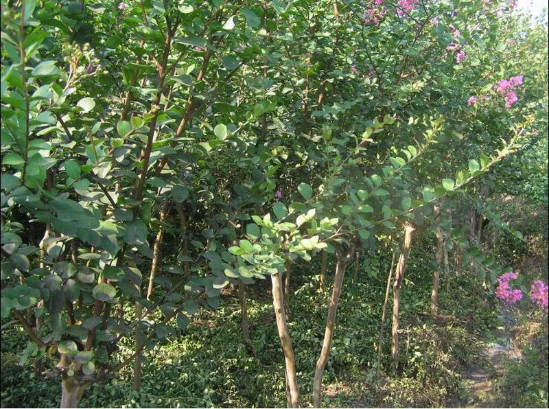 供應(yīng)浙江嵊州紫薇苗木育苗基地嵊州綠盛苗木