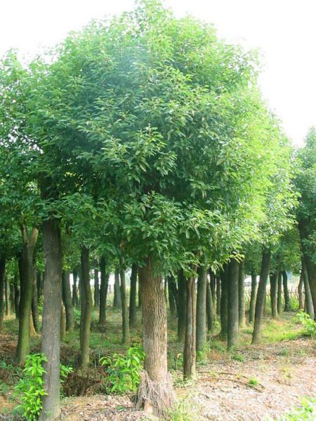 供應(yīng)6公分*香樟花木香樟苗木價格