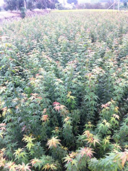 供應(yīng)“紅楓小苗供應(yīng)商”美國紅楓