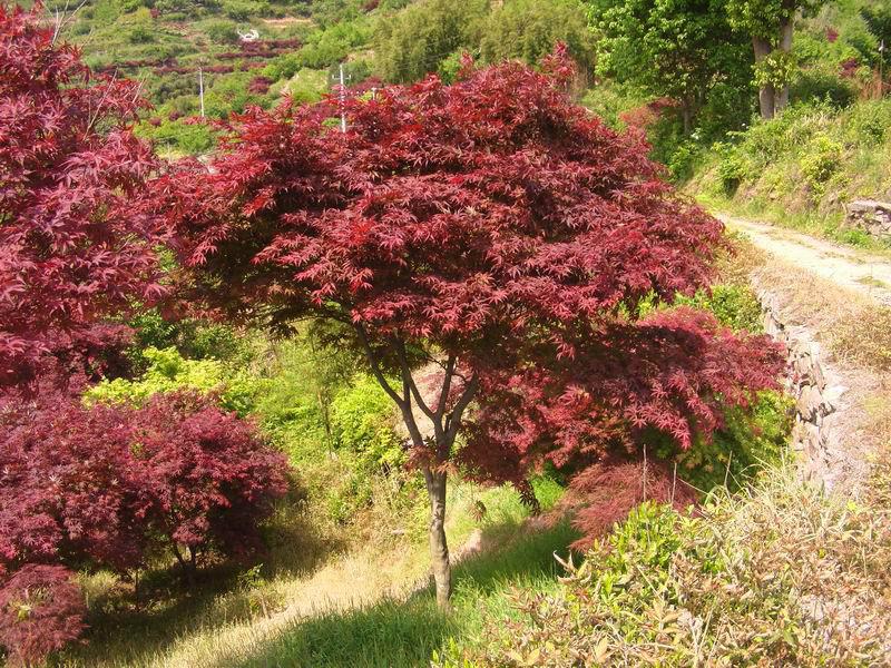 供應(yīng)十一公分優(yōu)質(zhì)紅楓苗木紅楓苗圃
