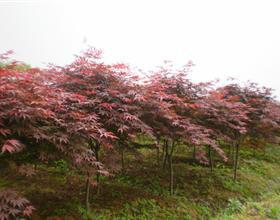 供應(yīng)11公分12公分紅楓價(jià)格紅楓銷售