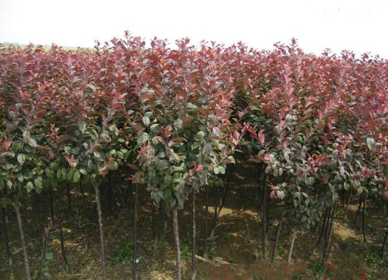 10公分圖片/10公分樣板圖 (4)