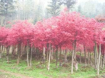 供應(yīng)四公分紅楓花木報(bào)價(jià)*直銷(xiāo)