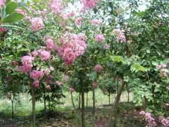 三公分紫薇花木價(jià)格綠化苗木圖片