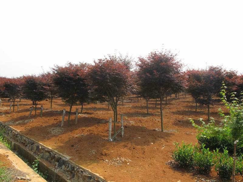 供應(yīng)11公分12公分紅楓價(jià)格紅楓銷售