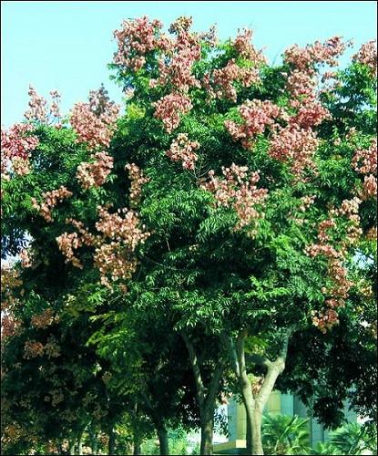 供應(yīng)江蘇泰州欒樹樹苗苗圃，黃山欒樹苗木價格