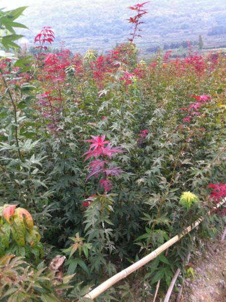 供應(yīng)安徽紅楓小苗美國紅楓基地