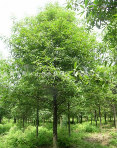 供應(yīng)江蘇泰州欒樹樹苗苗圃，黃山欒樹苗木價格