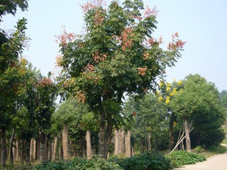 供應江蘇蘇州*欒樹樹苗苗木場，黃山欒樹苗木*價格
