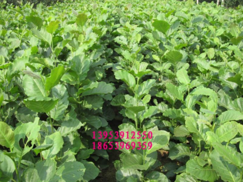 供應(yīng)白玉蘭紅玉蘭黃玉蘭