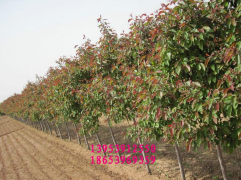 *北美海棠芽苗、北美海棠根接苗、冬紅海棠根接苗