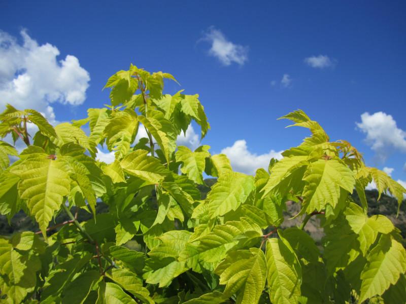 供應(yīng)金葉復(fù)葉槭，金葉復(fù)葉槭苗木，金葉復(fù)葉槭苗木基地