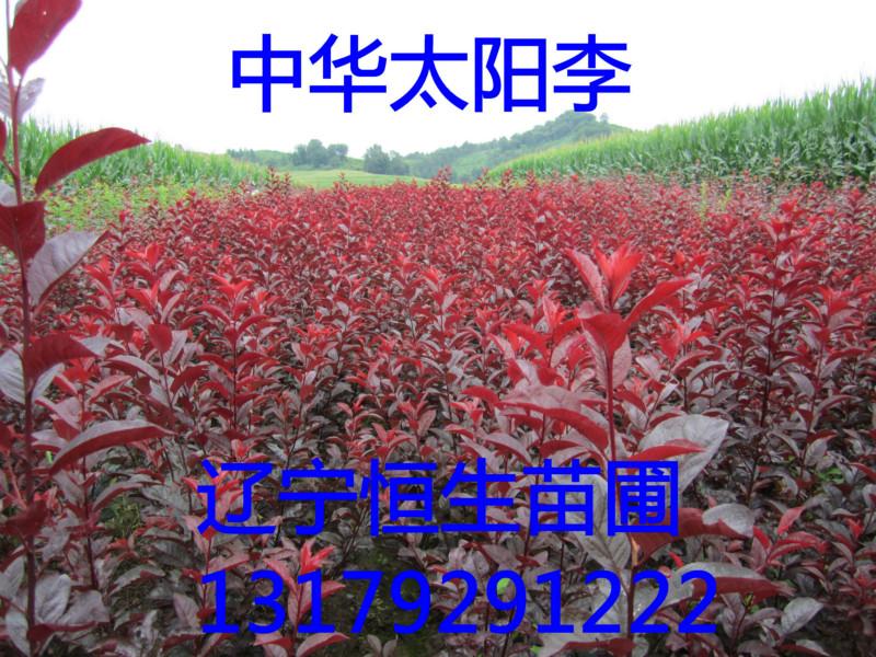 供應遼寧中華太陽李苗木圖片價格吉林中華太陽李價格中華太陽李供貨商