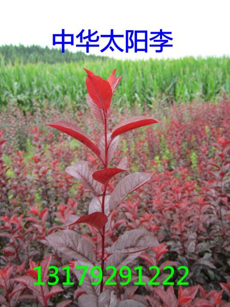供應遼寧中華太陽李苗木圖片價格吉林中華太陽李價格中華太陽李供貨商