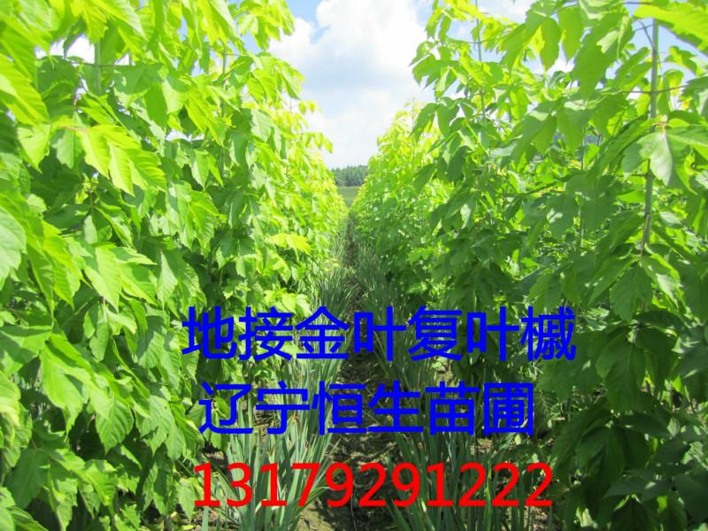 供應(yīng)金葉復(fù)葉槭，金葉復(fù)葉槭苗木，金葉復(fù)葉槭苗木基地